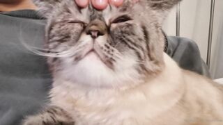 es.lain or yummy yum yum or yummy_yum-yum - Ravishing Euphoria