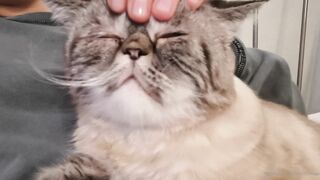 es.lain or yummy yum yum or yummy_yum-yum - Ravishing Euphoria