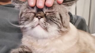 es.lain or yummy yum yum or yummy_yum-yum - Ravishing Euphoria