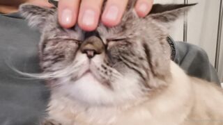 es.lain or yummy yum yum or yummy_yum-yum - Ravishing Euphoria