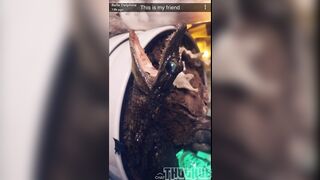 Belle Delphine (Belledelphine) Cosplay OnlyFans Leaks Girl Porn Video 1477