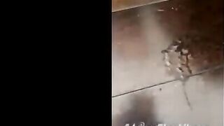 Adriana Chechik OnlyFans Leaked Big Mouth Busty Amateur Porn Video 312