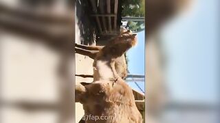 Adriana Chechik OnlyFans Leaked Big Mouth Busty Amateur Porn Video 432