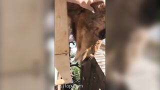 Adriana Chechik OnlyFans Leaked Big Mouth Busty Amateur Porn Video 432