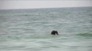 Naturist Babe Nude on Public Beach revealing cunt and tits Voyeurism 434