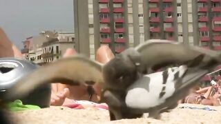 Naturist Babe Nude on Public Beach revealing cunt and tits Voyeurism 724