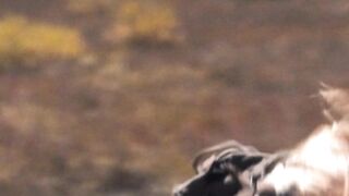 Bella Thorne (Bellathorne) OnlyFans Leaks Girl Porn Video 44