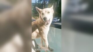 Gracie Greyyxo Baby Face White Skin OnlyFans Leaked Amateur Porn Video 31