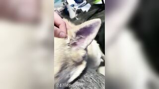 Gracie Greyyxo Baby Face White Skin OnlyFans Leaked Amateur Porn Video 40