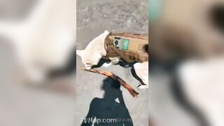 Gracie Greyyxo Baby Face White Skin OnlyFans Leaked Amateur Porn Video 94