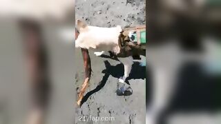 Gracie Greyyxo Baby Face White Skin OnlyFans Leaked Amateur Porn Video 94