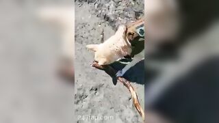 Gracie Greyyxo Baby Face White Skin OnlyFans Leaked Amateur Porn Video 94