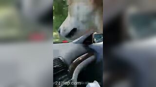 Gracie Greyyxo Baby Face White Skin OnlyFans Leaked Amateur Porn Video 150