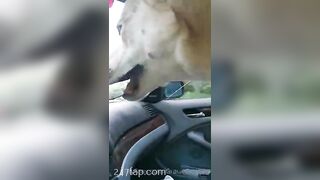 Gracie Greyyxo Baby Face White Skin OnlyFans Leaked Amateur Porn Video 150