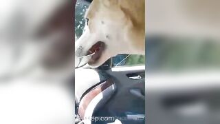 Gracie Greyyxo Baby Face White Skin OnlyFans Leaked Amateur Porn Video 150