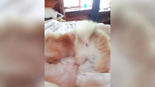 Dana Hamm (Danahamm) OnlyFans Leaks Guilty Pleasure of her kinky side 34DDD BOOBS 48