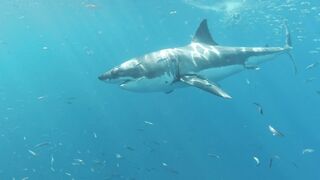 Dana Hamm (Danahamm) OnlyFans Leaks Guilty Pleasure of her kinky side 34DDD BOOBS 91