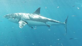 Dana Hamm (Danahamm) OnlyFans Leaks Guilty Pleasure of her kinky side 34DDD BOOBS 91