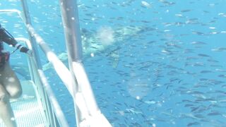 Dana Hamm (Danahamm) OnlyFans Leaks Guilty Pleasure of her kinky side 34DDD BOOBS 91