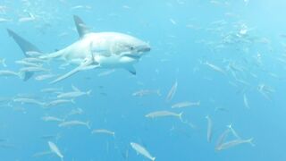 Dana Hamm (Danahamm) OnlyFans Leaks Guilty Pleasure of her kinky side 34DDD BOOBS 91