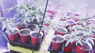 Karma Rx (karmarx) OnlyFans Leaks - I get fucked by the LAW... Literally LOL. Watch me get caught in my grow house and handcuffed... @fi