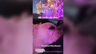 Tattooed Waifu (undersiegexo) OnlyFans Leaks siegexxx Natural Tiddies 108