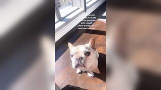 Tattooed Waifu (undersiegexo) OnlyFans Leaks siegexxx Natural Tiddies 107