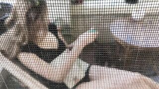 Cocoalicemodel (Coco Alice) OnlyFans Leaks Australian Blonde 19 yo nudist  109