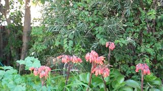 Cocoalicemodel (Coco Alice) OnlyFans Leaks Australian Blonde 19 yo nudist  115