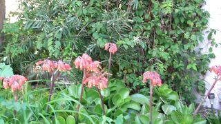 Cocoalicemodel (Coco Alice) OnlyFans Leaks Australian Blonde 19 yo nudist  115