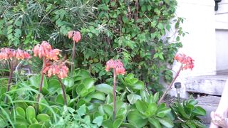 Cocoalicemodel (Coco Alice) OnlyFans Leaks Australian Blonde 19 yo nudist  115