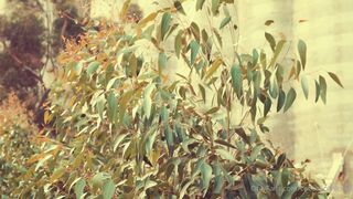 Cocoalicemodel (Coco Alice) OnlyFans Leaks Australian Blonde 19 yr old nudist 314