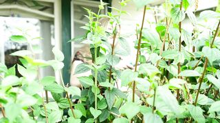 Cocoalicemodel (Coco Alice) OnlyFans Leaks Australian Blonde 19 yr old nudist 925