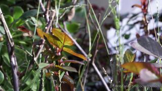 Cocoalicemodel (Coco Alice) OnlyFans Leaks Australian Blonde 19 yr old nudist 215