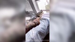 Harriet Sugarcookie Onlyfans Leaks Amateur Porn Video 44