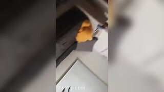 Chester Koong Korean Amateur Fuck with Cute Girl Sex Tape Spy Cam 65