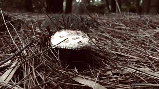 Cocoalicemodel (Coco Alice) OnlyFans Leaks Australian Blonde 19 yr old nudist 346