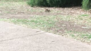 Cocoalicemodel (Coco Alice) OnlyFans Leaks Australian Blonde 19 yr old nudist 356