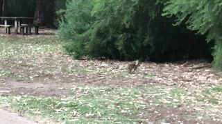 Cocoalicemodel (Coco Alice) OnlyFans Leaks Australian Blonde 19 yr old nudist 356