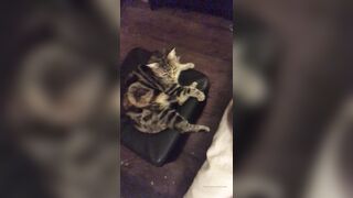 Cocoalicemodel (Coco Alice) OnlyFans Leaks Australian Blonde 19 yr old nudist 431