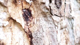 Cocoalicemodel (Coco Alice) OnlyFans Leaks Australian Blonde 19 yr old nudist 460