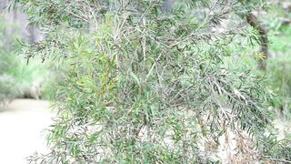 Cocoalicemodel (Coco Alice) OnlyFans Leaks Australian Blonde 19 yr old nudist 460