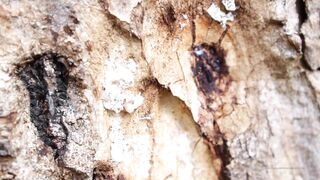 Cocoalicemodel (Coco Alice) OnlyFans Leaks Australian Blonde 19 yr old nudist 460