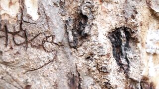 Cocoalicemodel (Coco Alice) OnlyFans Leaks Australian Blonde 19 yr old nudist 460