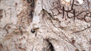 Cocoalicemodel (Coco Alice) OnlyFans Leaks Australian Blonde 19 yr old nudist 460