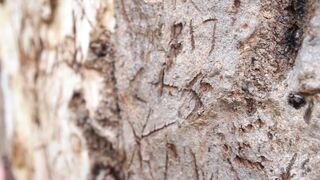 Cocoalicemodel (Coco Alice) OnlyFans Leaks Australian Blonde 19 yr old nudist 460