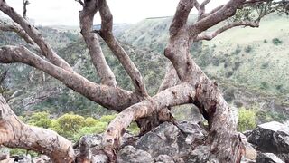 Cocoalicemodel (Coco Alice) OnlyFans Leaks Australian Blonde 19 yr old nudist 863