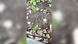 Perripiper (Piper Perri) OnlyFans Leaks bubblegum and lollipops lovers 26