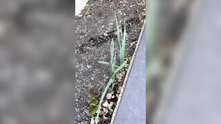 Perripiper (Piper Perri) OnlyFans Leaks bubblegum and lollipops lovers 26