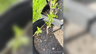 Perripiper (Piper Perri) OnlyFans Leaks bubblegum and lollipops lovers 26